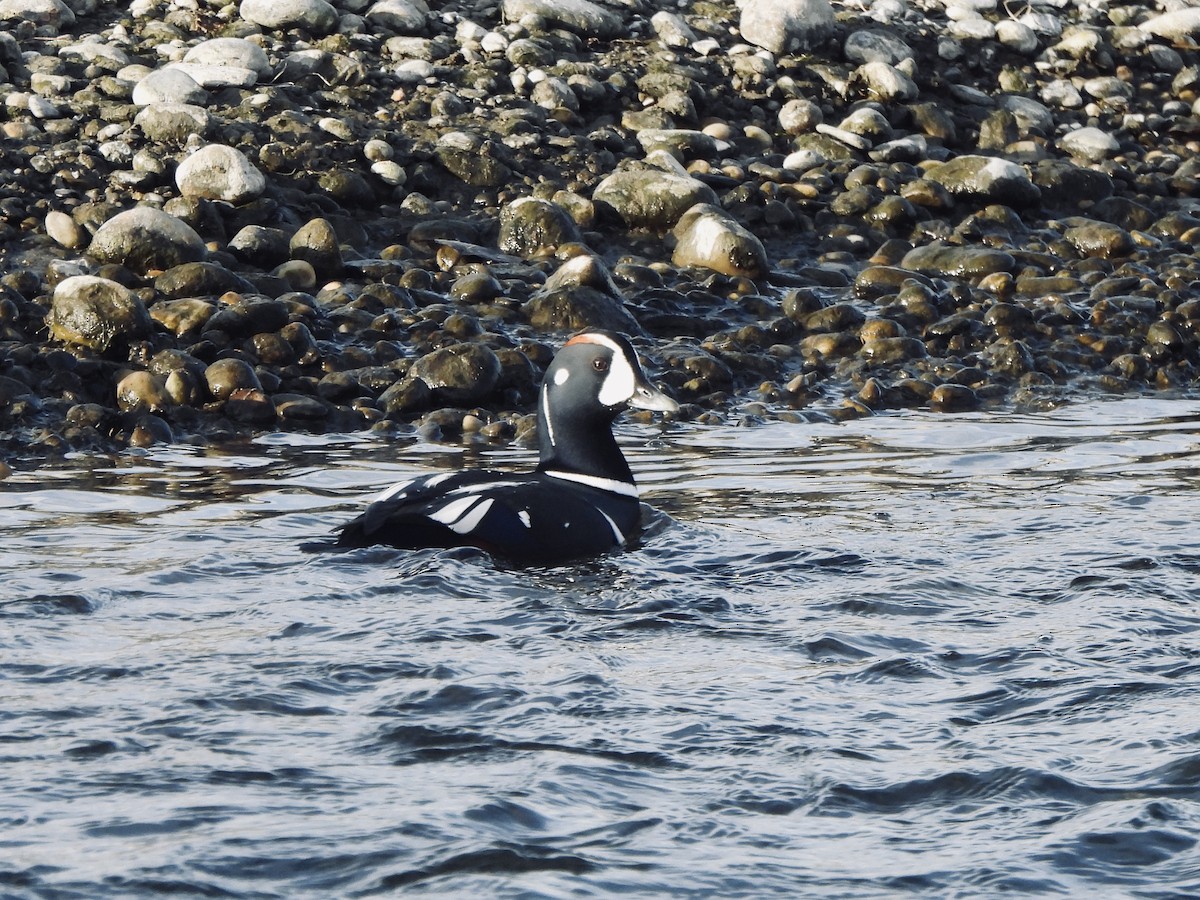 Ahate arlekina - ML645073781