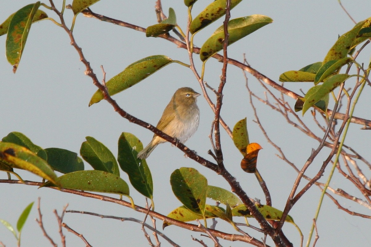 Yellow-faced Grassquit - ML645073800
