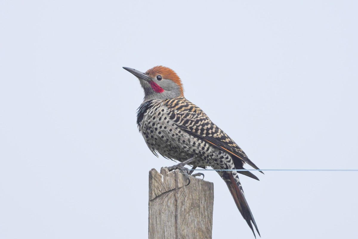 Guatemalan Flicker - ML645073808