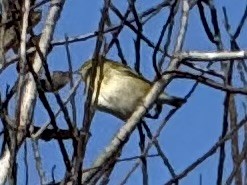 Tennessee Warbler - ML645073811