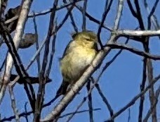 Tennessee Warbler - ML645073813