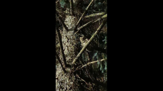 İshakkuşu - ML645073830