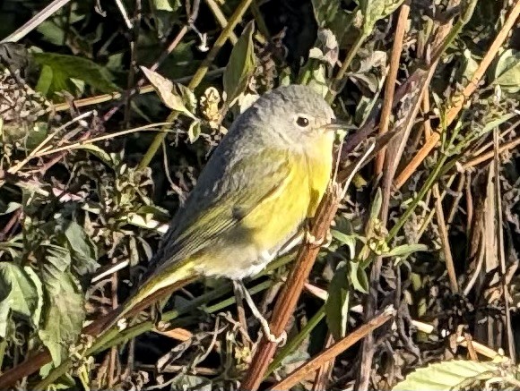 Nashville Warbler - ML645073831
