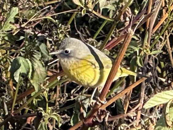 Nashville Warbler - ML645073832