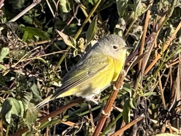 Nashville Warbler - ML645073833