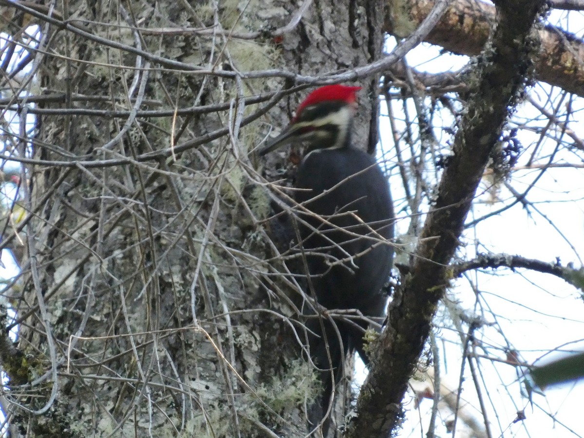 datel chocholatý - ML645073835