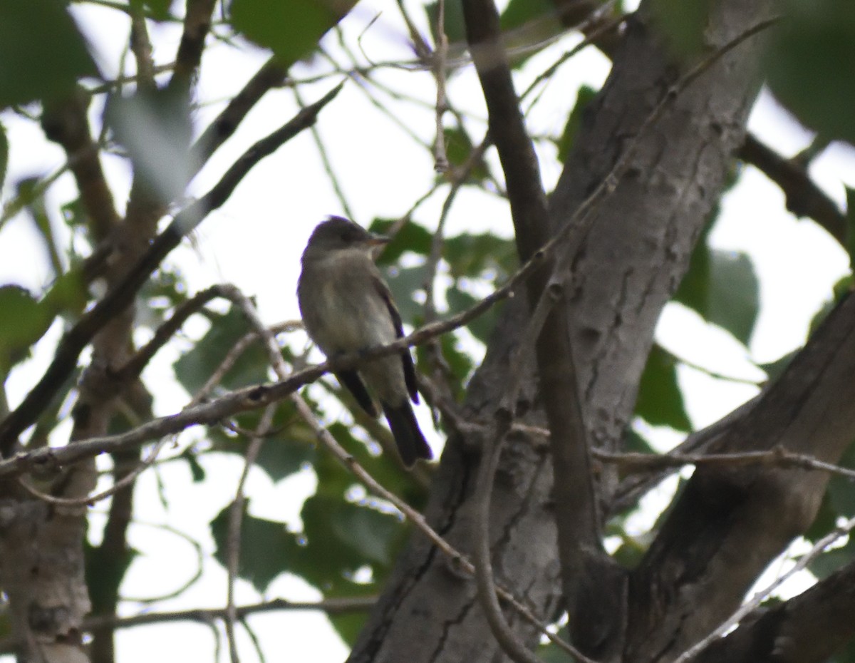 Western Wood-Pewee - ML645073845