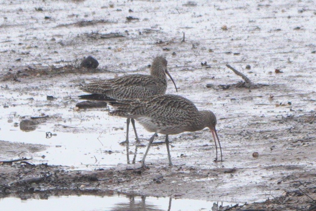 חרמשון גדול - ML645073855