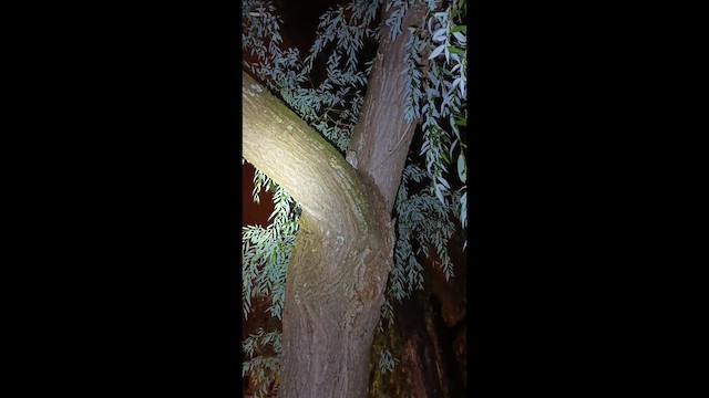 İshakkuşu - ML645073857