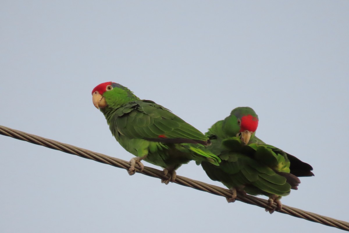 Yeşil Yanaklı Amazon - ML645073859