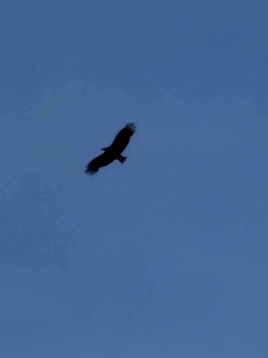 Black Vulture - ML645073860