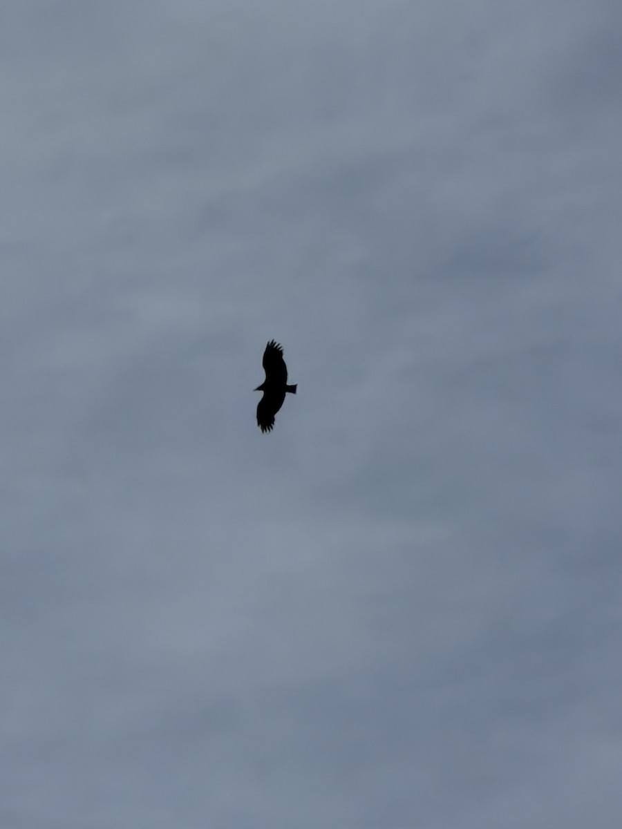 Black Vulture - ML645073861