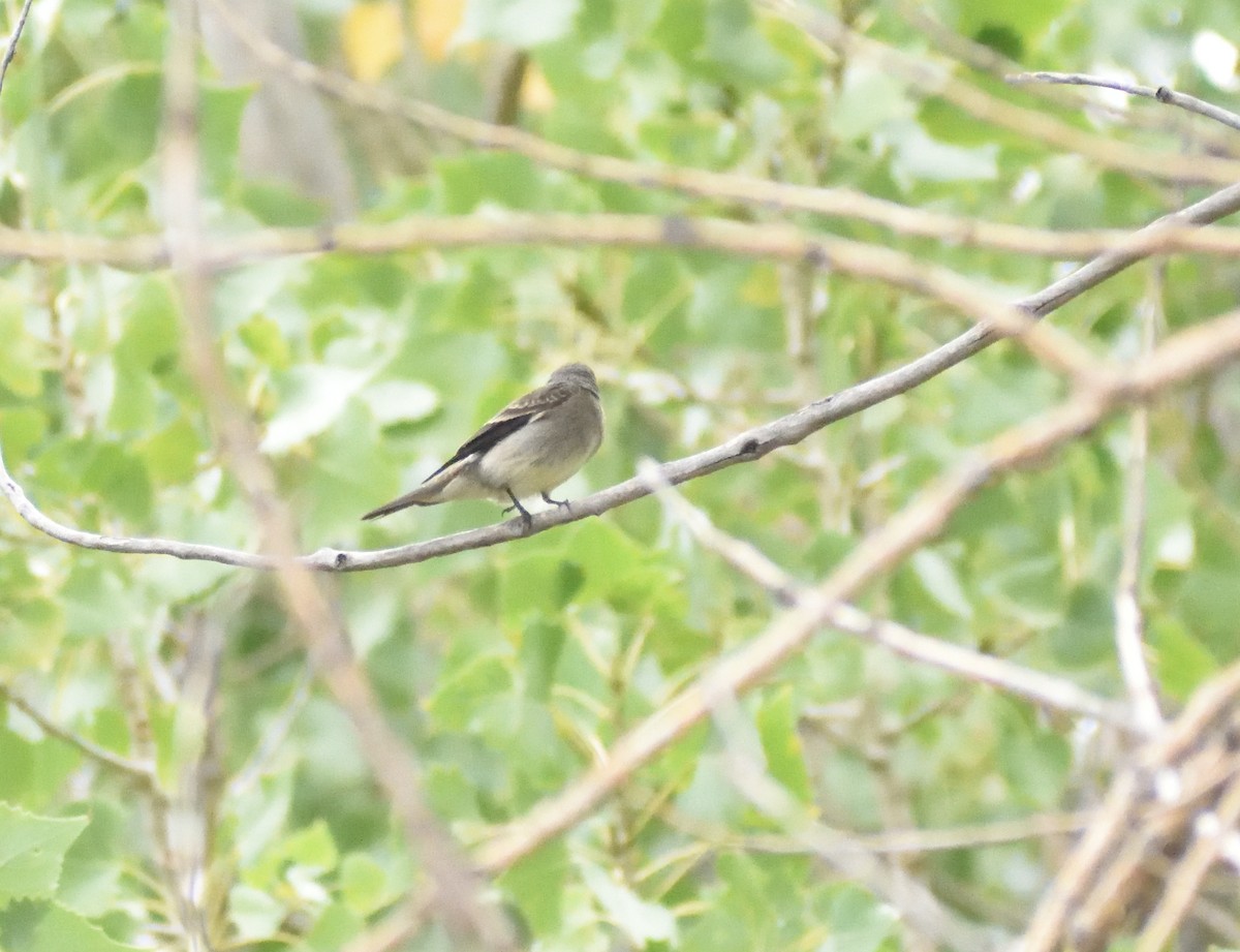 Western Wood-Pewee - ML645073863