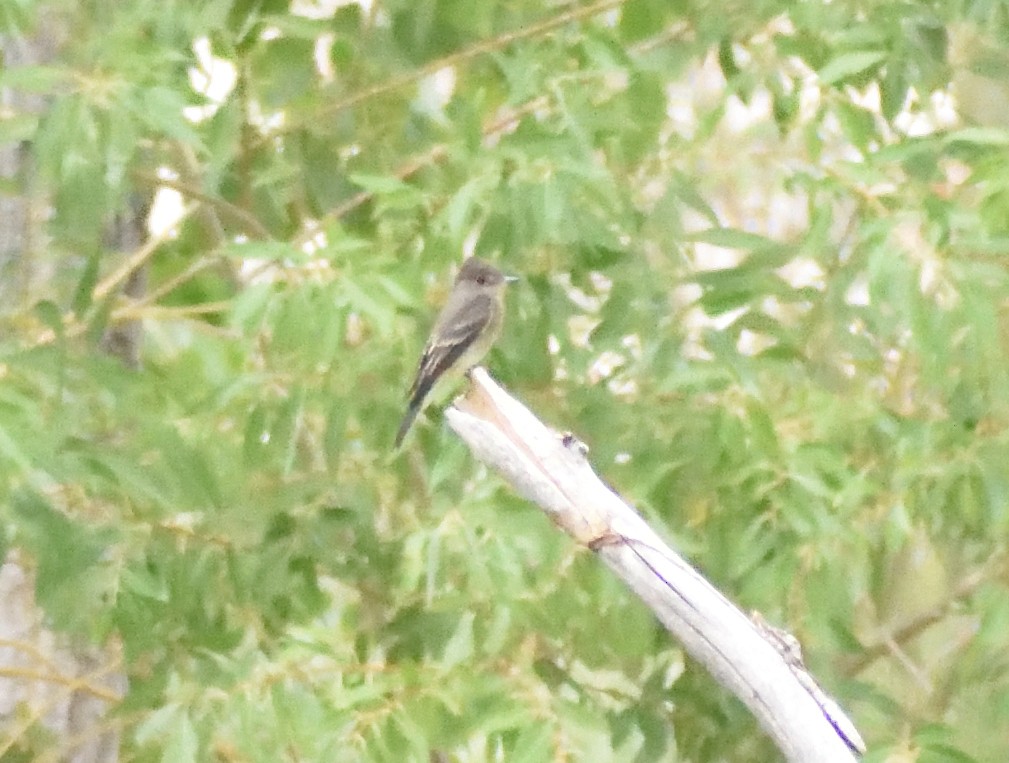 Western Wood-Pewee - ML645073866