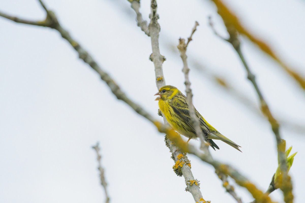 Txirriskila arrunta - ML645073868