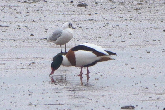 טדורנה - ML645073875