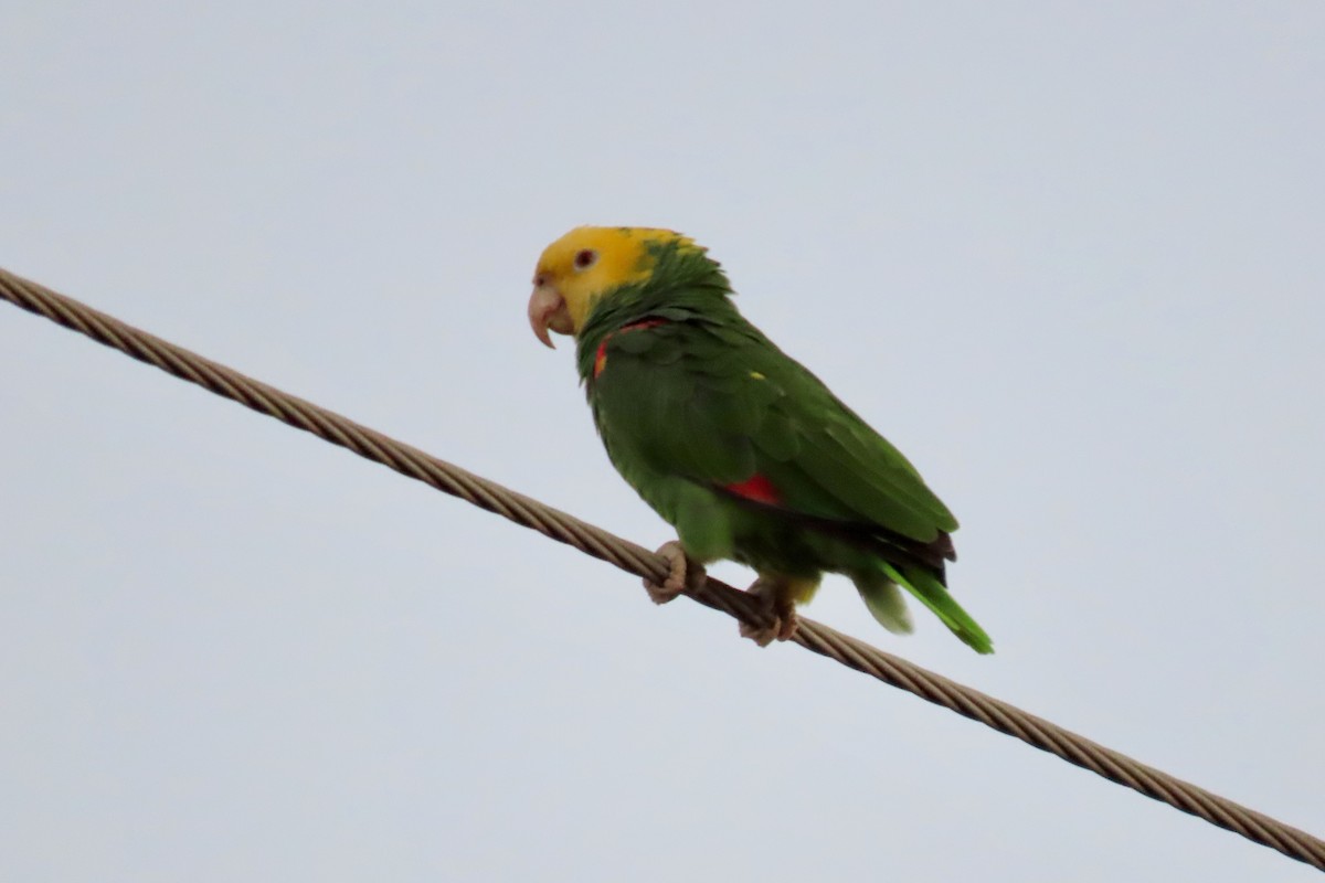 Sarı Başlı Amazon - ML645073876