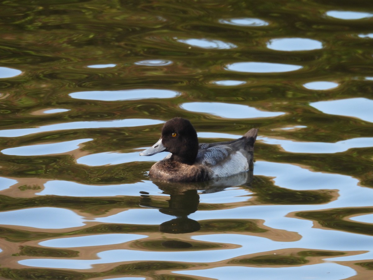 polák vlnkovaný - ML645073879