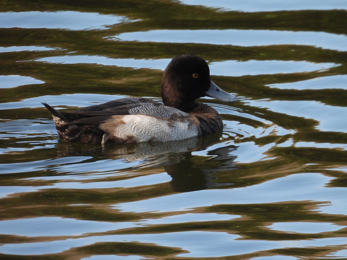 polák vlnkovaný - ML645073880