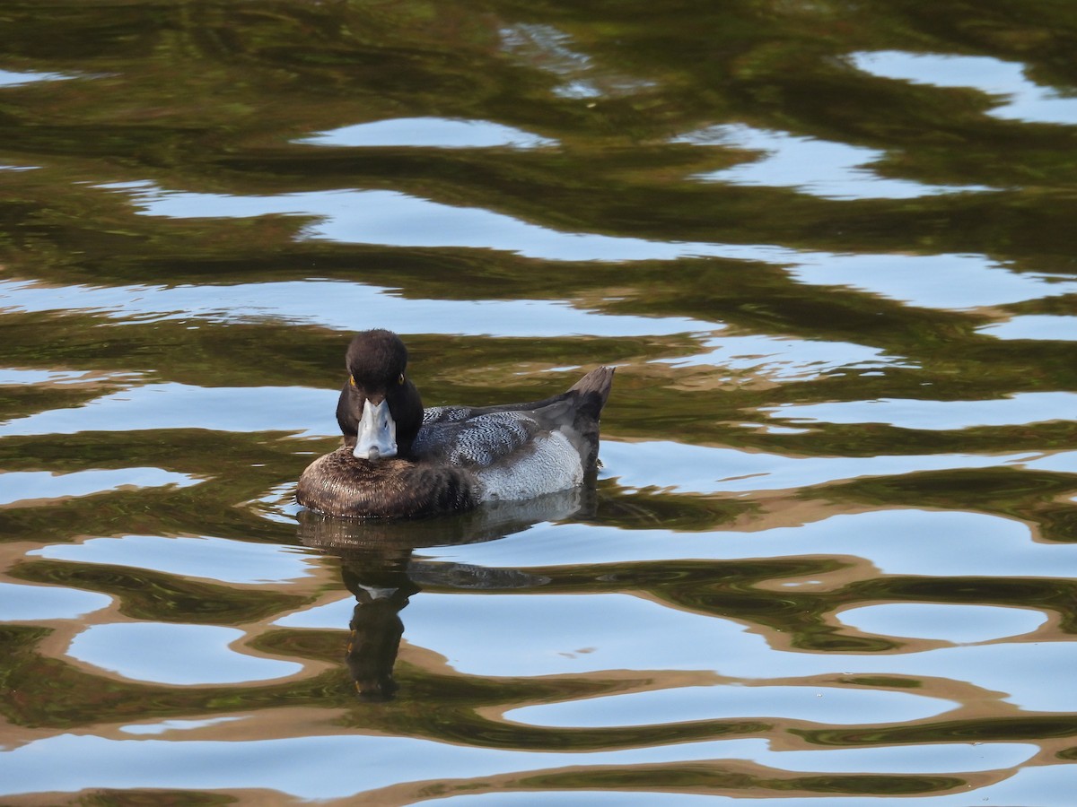 polák vlnkovaný - ML645073881