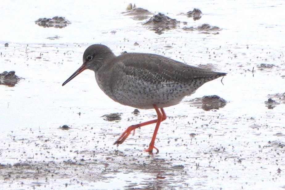 ביצנית לבנת-כנף - ML645073884