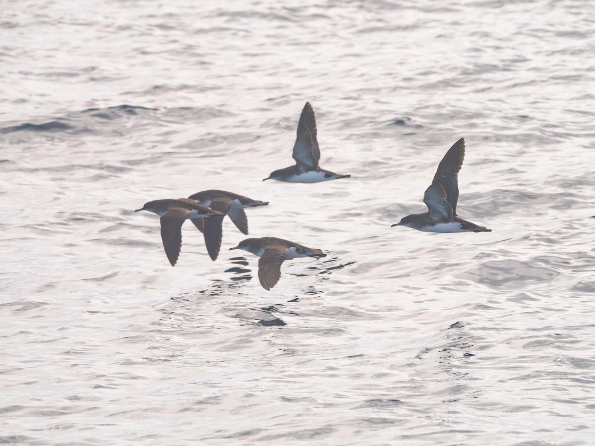 Fluttering Shearwater - ML645073885