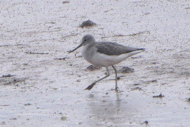 ביצנית ירוקת-רגל - ML645073901
