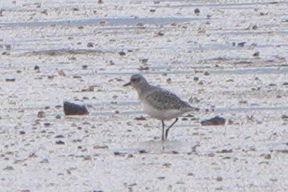 חופזי מנומר - ML645073912