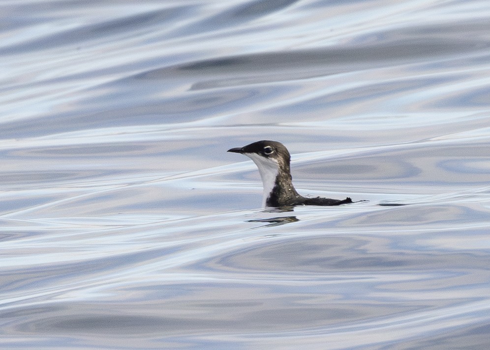 Scripps's Murrelet - ML645073915