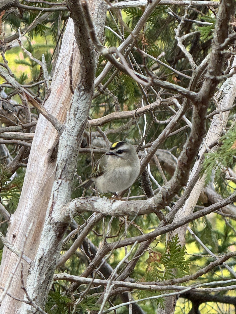 Golden-crowned Kinglet - ML645073937