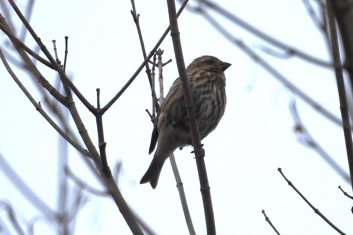 Purple Finch - ML645073946