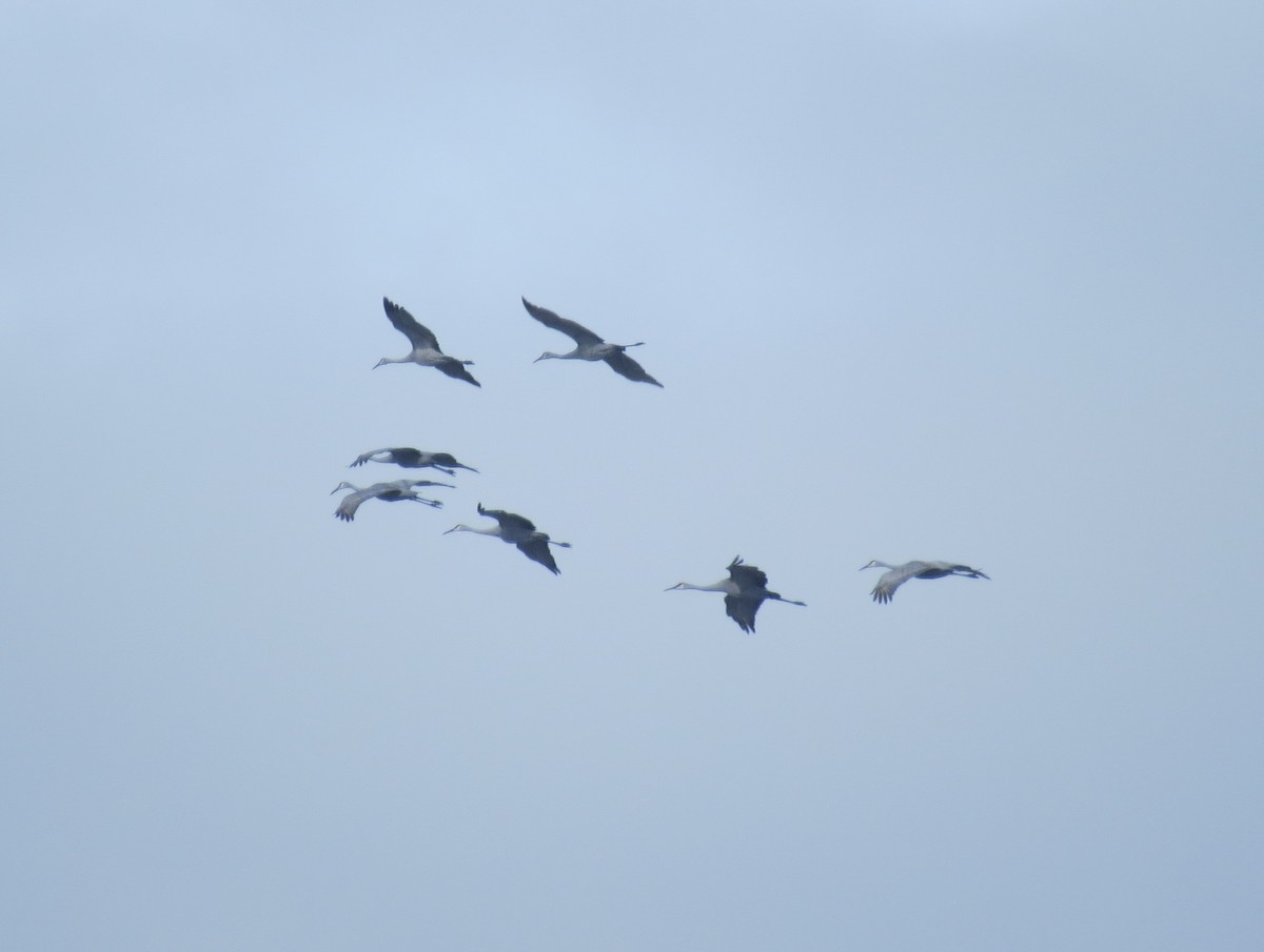 沙丘鶴 - ML645073954