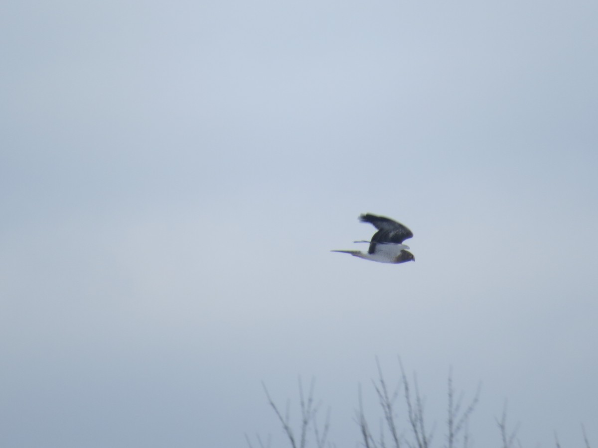 Northern Harrier - ML645073957