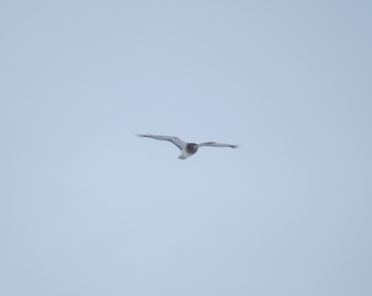 Northern Harrier - ML645073963