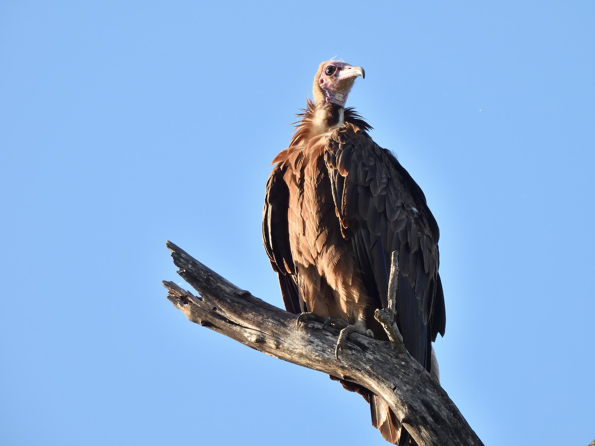 Стерв'ятник бурий - ML645073965