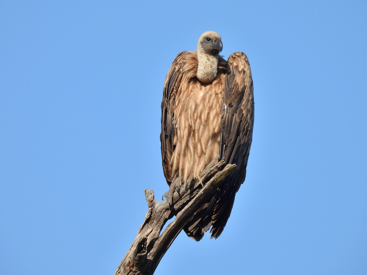 Сип африканський - ML645073972