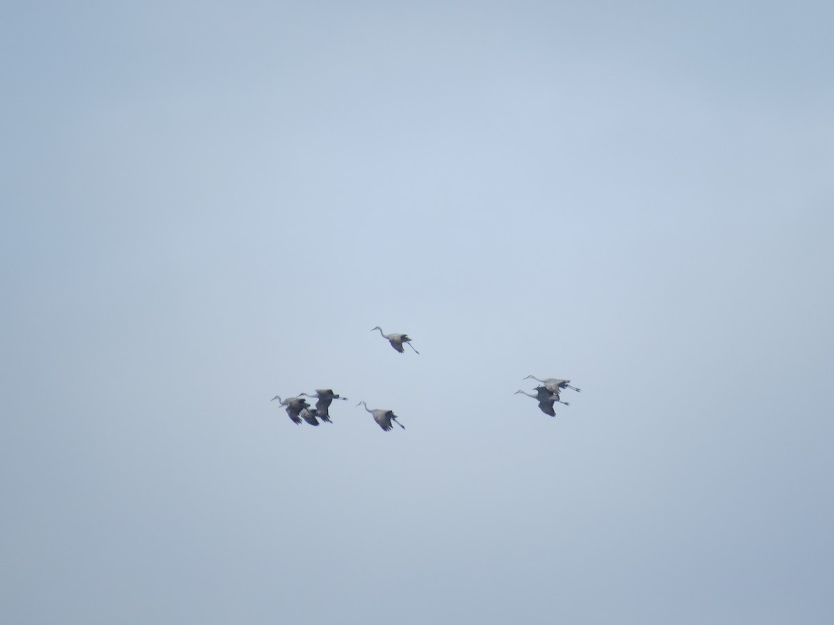 沙丘鶴 - ML645073974