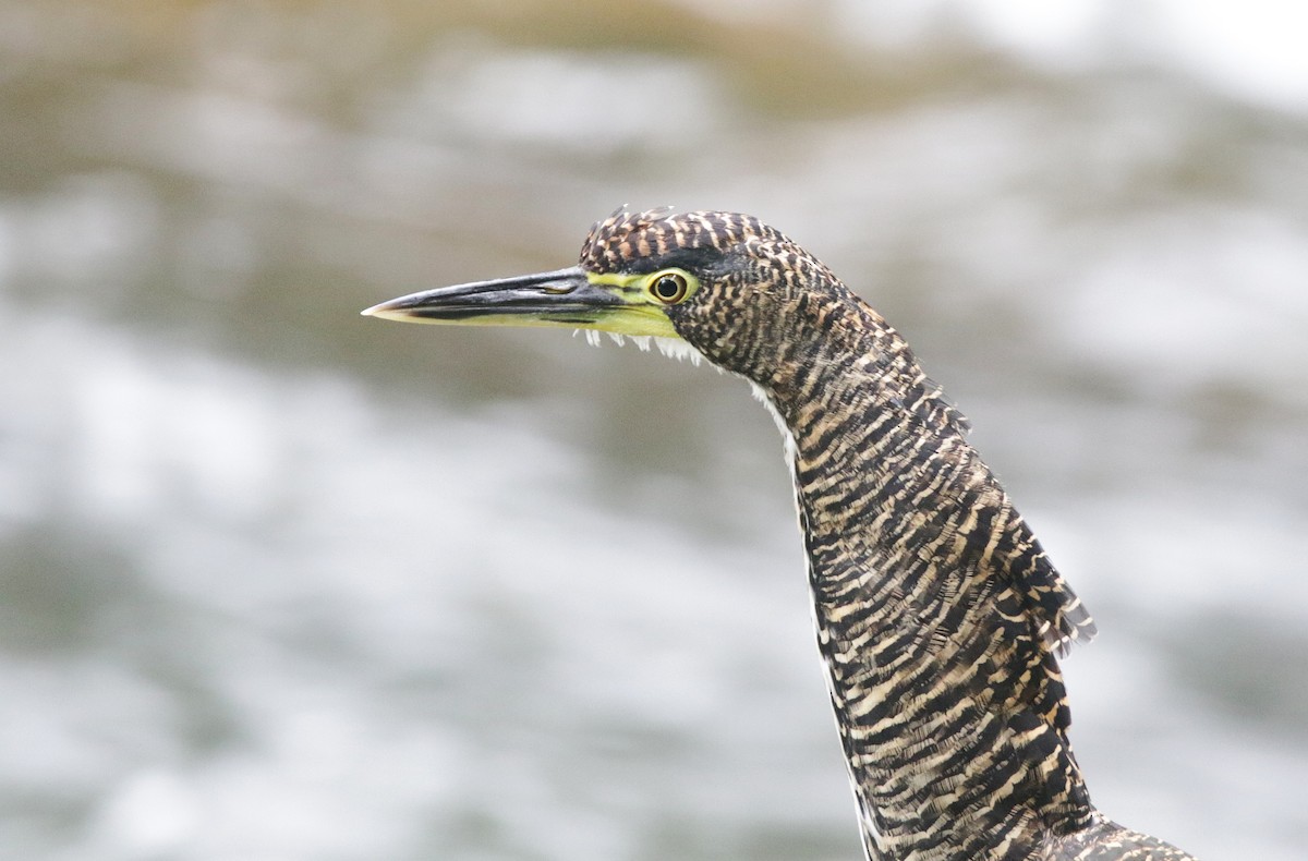 Fasciated Tiger-Heron - ML645073982
