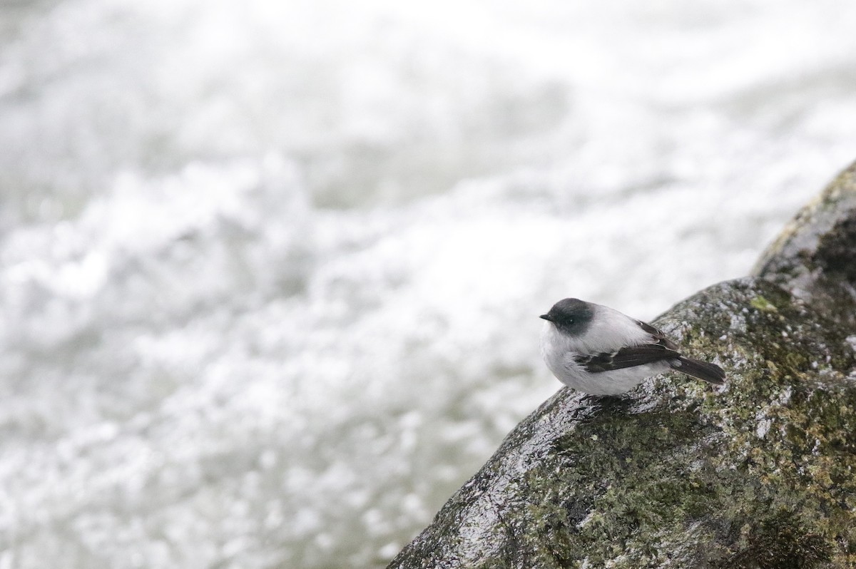 Torrent Tyrannulet - ML645073986