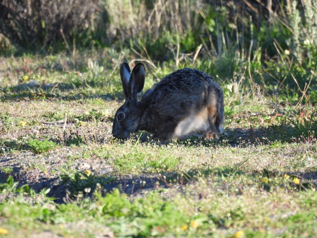 Animals - ML645073991