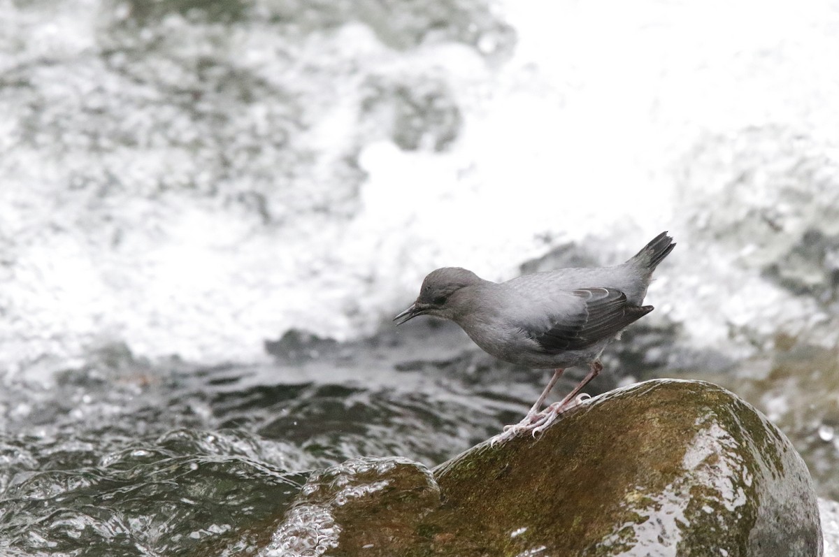 American Dipper - ML645073992