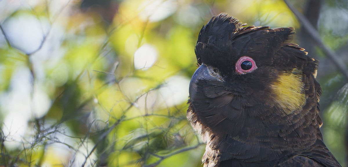 Какатоїс жовтохвостий - ML645073997