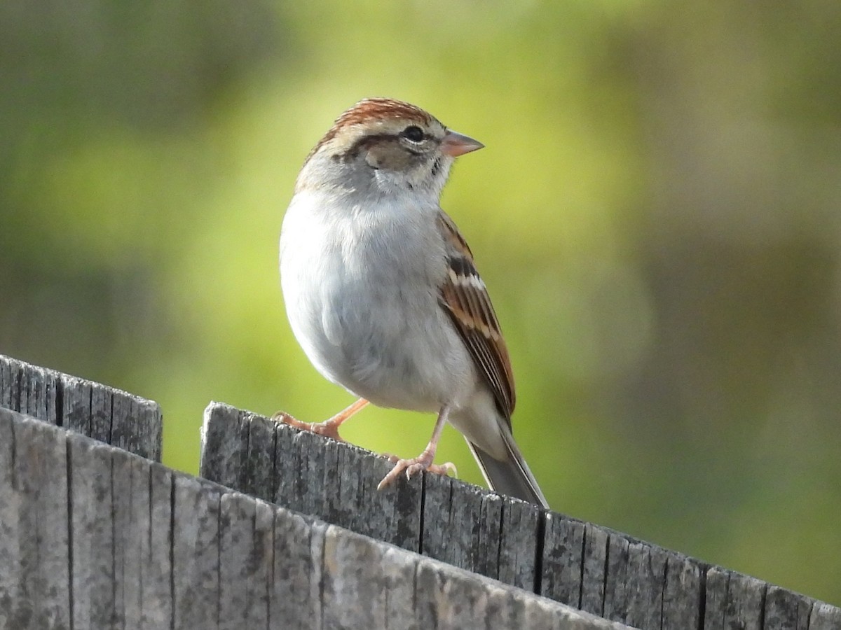Chipping Sparrow - ML645074002