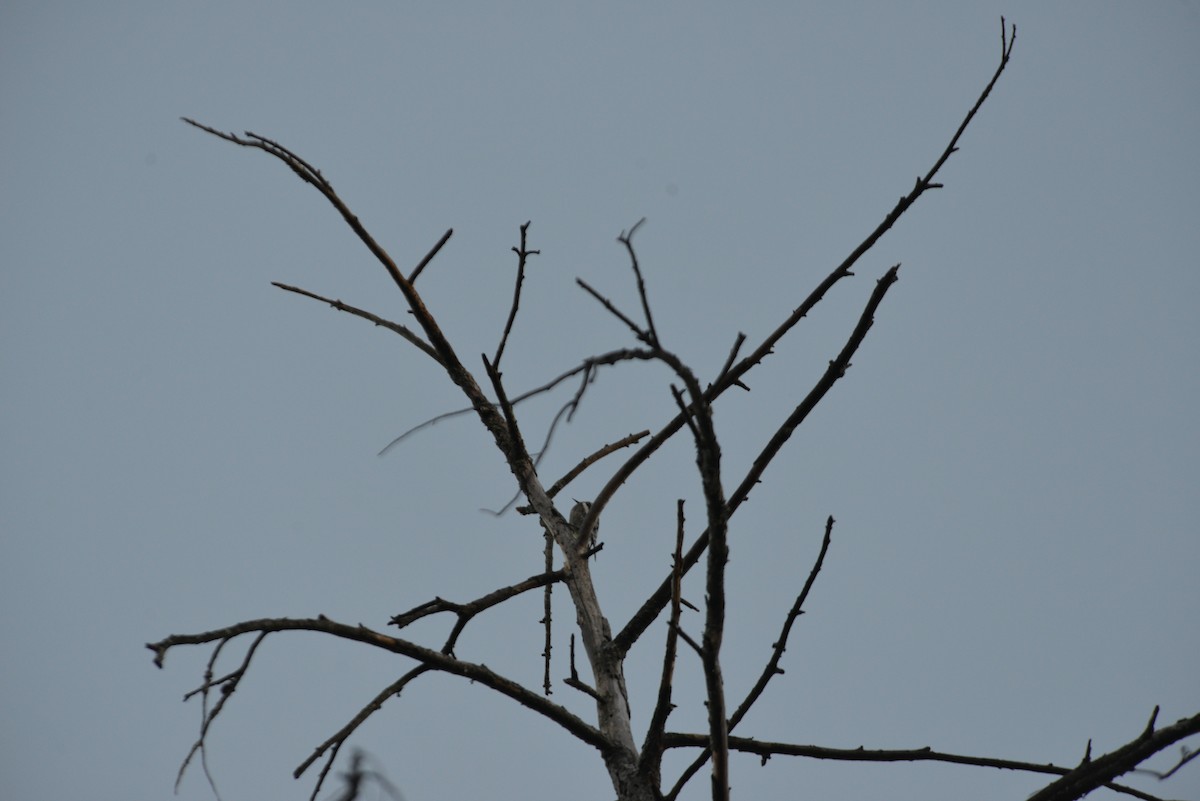 Дятел-смоктун жовточеревий - ML645074003