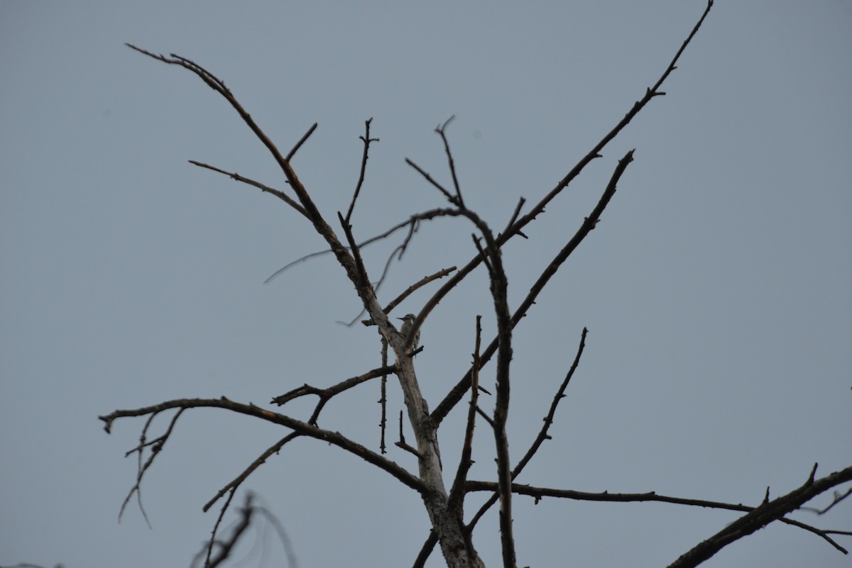 Дятел-смоктун жовточеревий - ML645074004