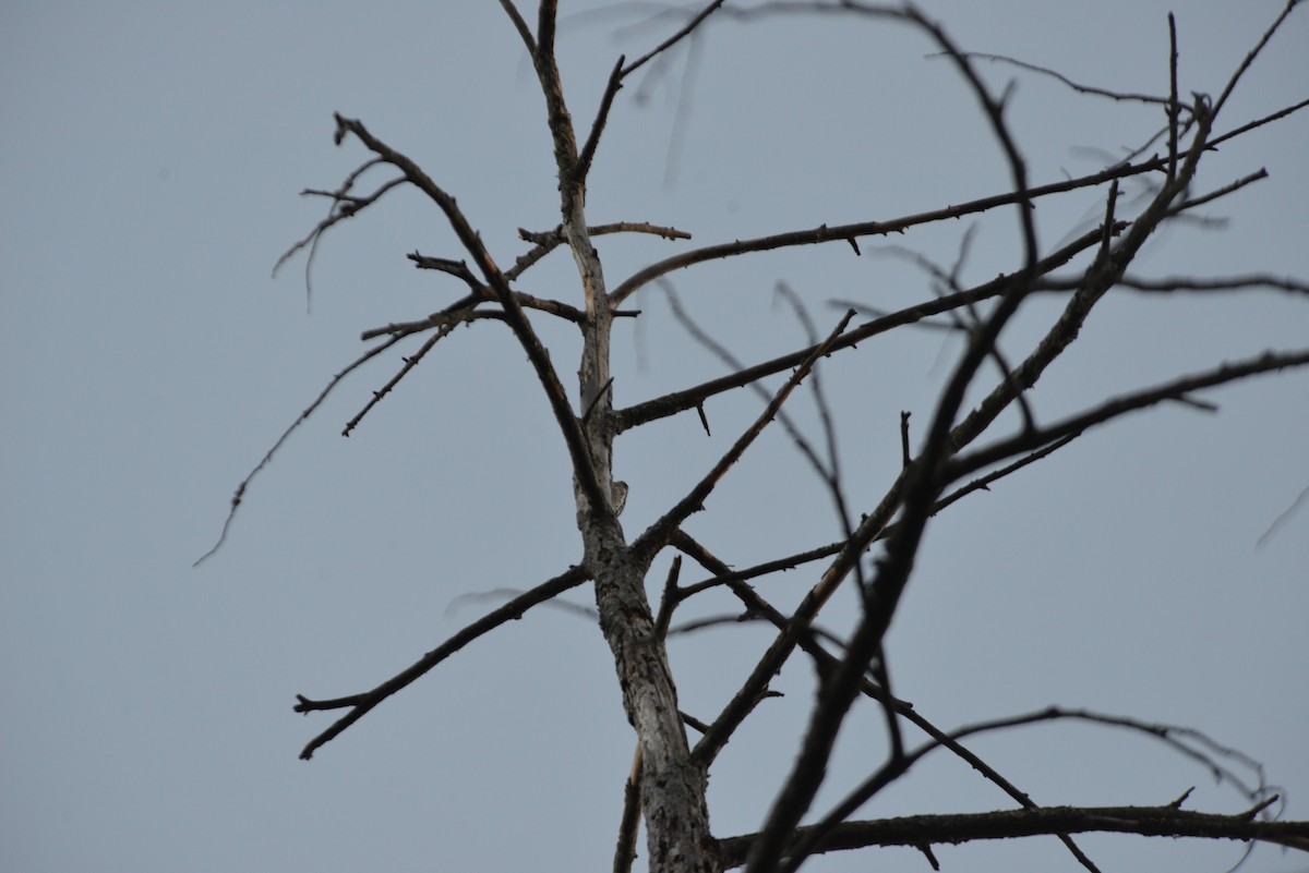 Дятел-смоктун жовточеревий - ML645074005