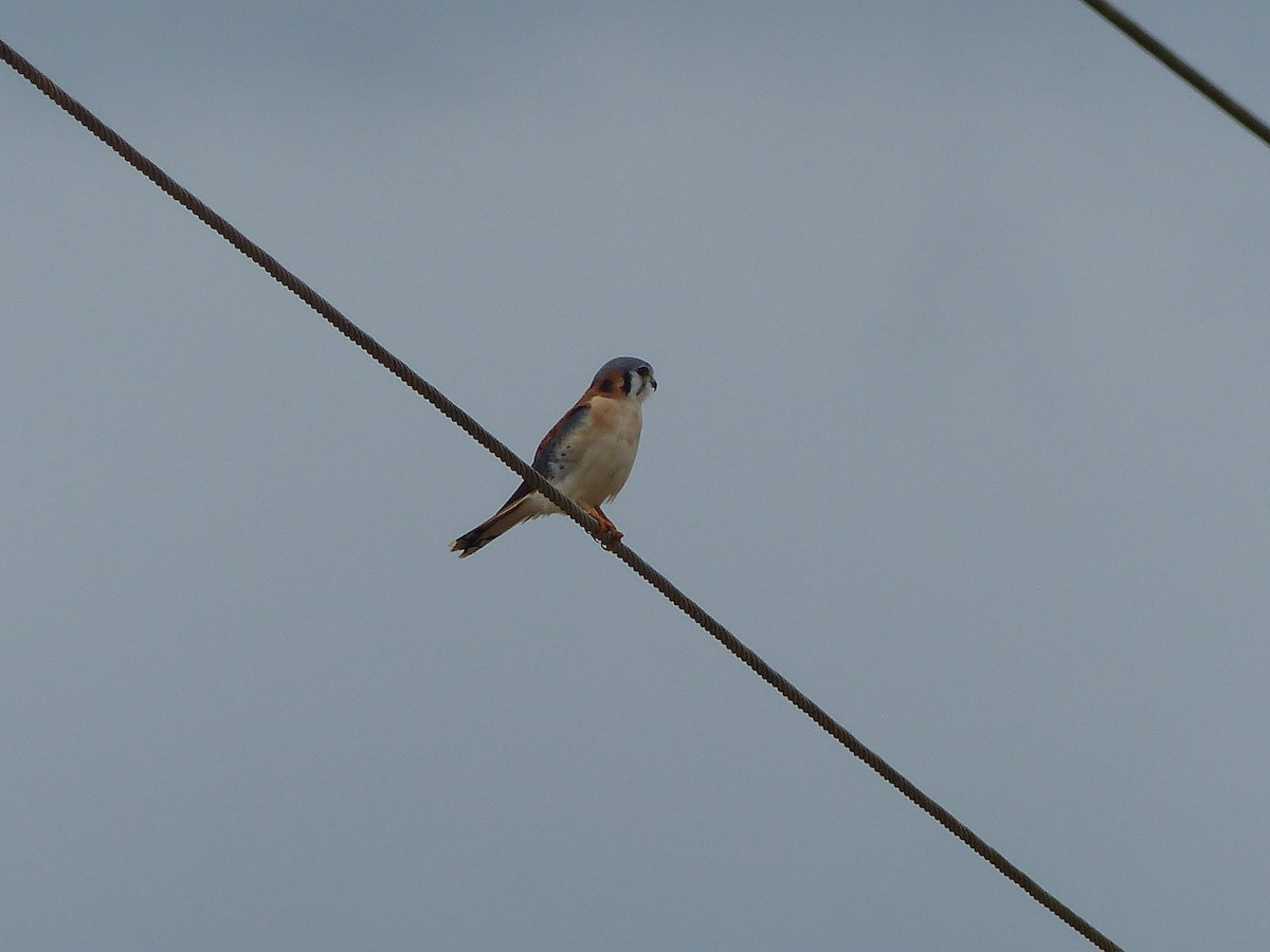 Боривітер американський - ML645074007