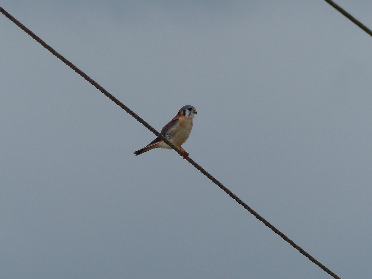 Боривітер американський - ML645074008