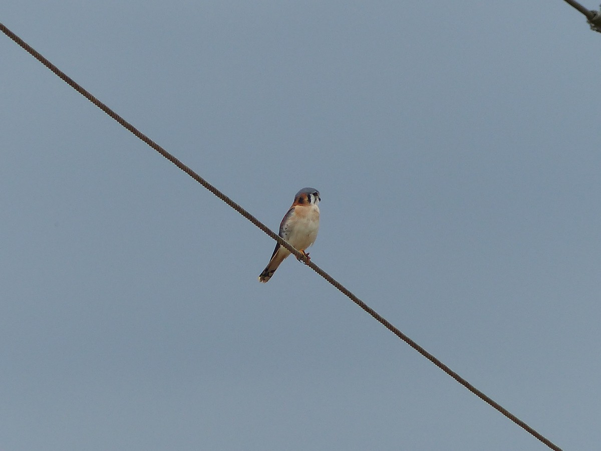 Боривітер американський - ML645074009