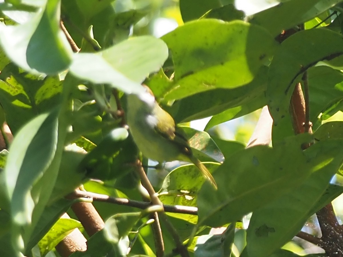 Кравчик чорноволий - ML645074011